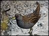 australian_crake_85863