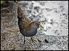 australian_crake_85881