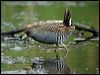 australian_crake_9107