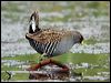 australian_crake_9113