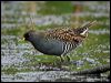 australian_crake_9120