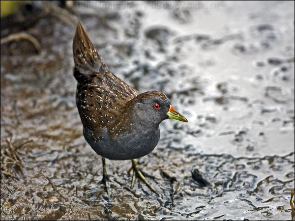 Australian Crake australian_crake_85881.psd