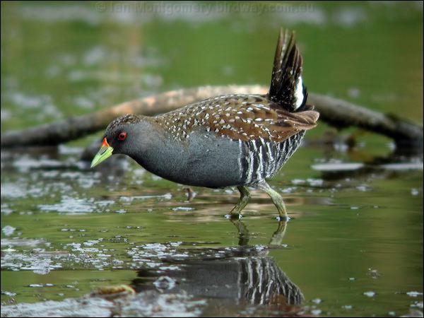 Australian Crake australian_crake_9107.jpg