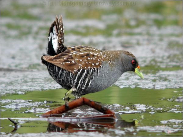 Australian Crake australian_crake_9113.jpg