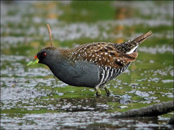 Australian Crake australian_crake_9120.jpg