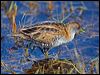 Click here to enter gallery and see photos of Baillon's Crake