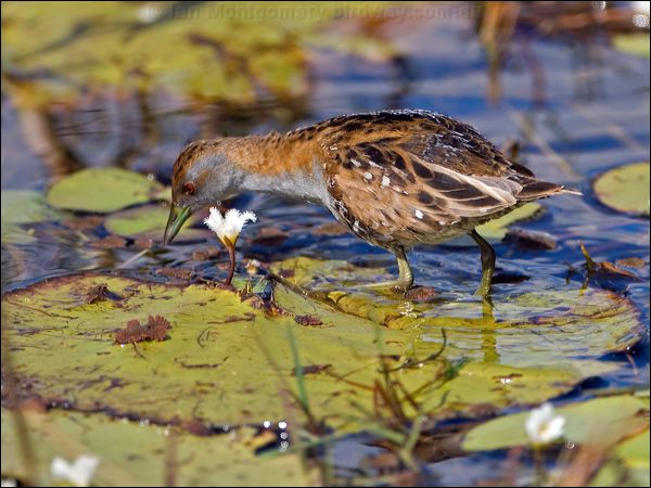 Baillon's Crake baillons_crake_116725.psd