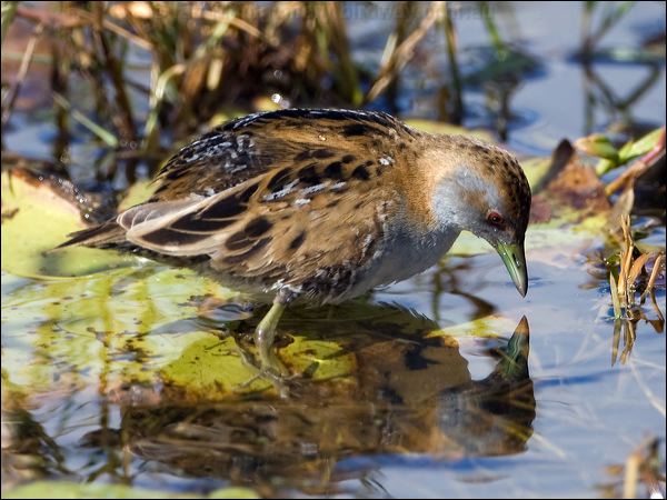 Baillon's Crake baillons_crake_116732.psd