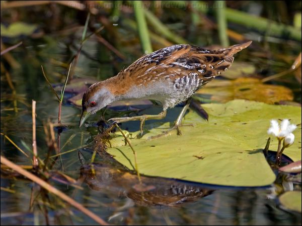 Baillon's Crake baillons_crake_116794.psd