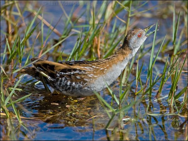 Baillon's Crake baillons_crake_116822.psd