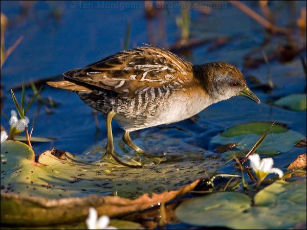 Baillon's Crake baillons_crake_117013.psd