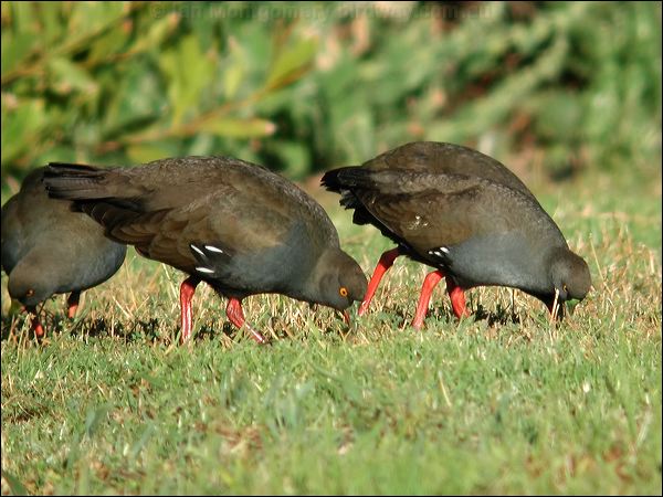 Black-tailed Nativehen blacktailednativehen_06961.jpg