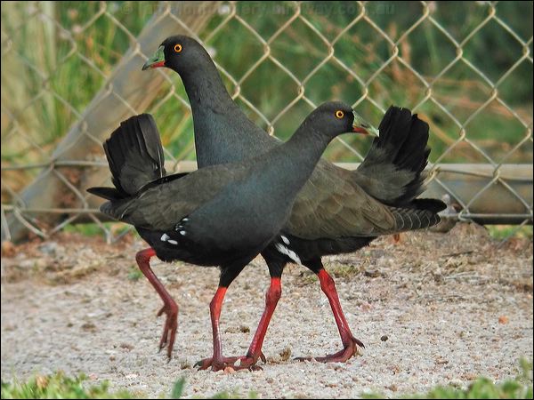 Black-tailed Nativehen blacktailednativehen_07021.jpg