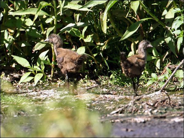 Black-tailed Nativehen blacktailednativehen_33797.jpg
