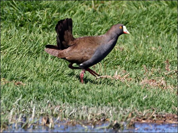Black-tailed Nativehen blacktailednativehen_33807.jpg
