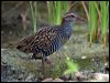 buff_banded_rail_121501