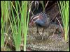 buff_banded_rail_121521