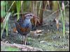 buff_banded_rail_121530