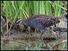 buff_banded_rail_121542
