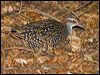 buff_banded_rail_154049
