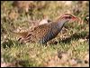 buff_banded_rail_42238