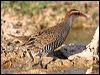 buff_banded_rail_42252