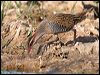 Click here to enter gallery and see photos of Buff-banded Rail