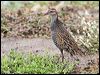 buff_banded_rail_44570