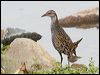 buff_banded_rail_44577