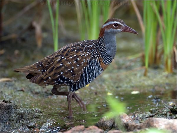 Buff-banded Rail buff_banded_rail_121501.psd