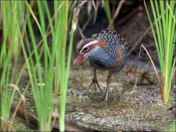 Buff-banded Rail buff_banded_rail_121521.psd