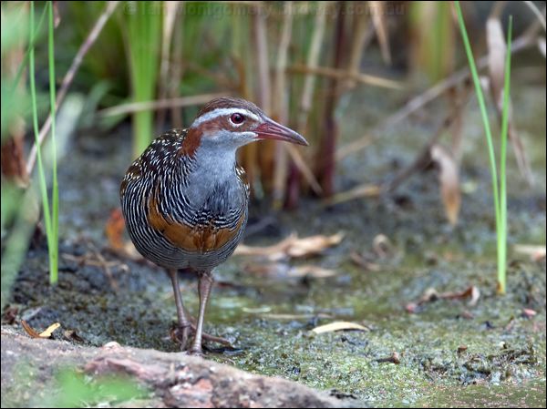 Buff-banded Rail buff_banded_rail_121530.psd