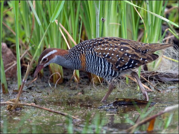 Buff-banded Rail buff_banded_rail_121542.psd