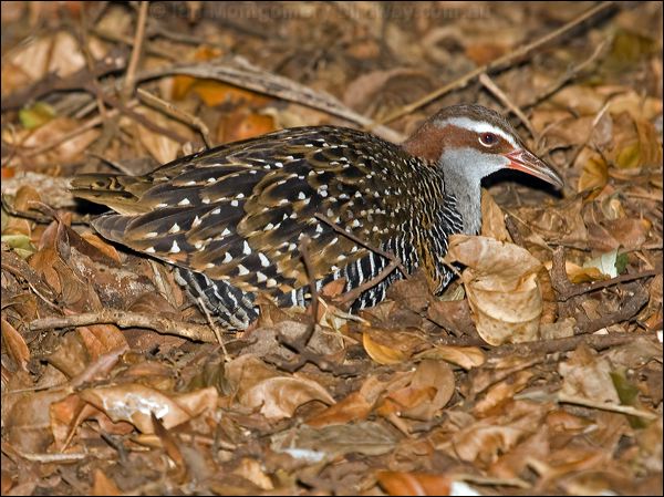 Buff-banded Rail buff_banded_rail_154049.psd