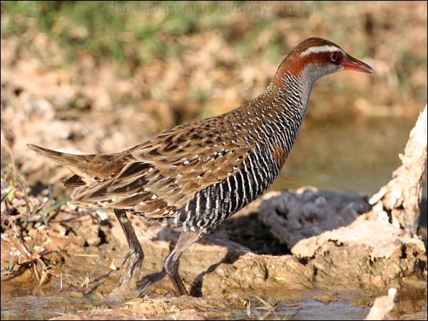 Buff-banded Rail buff_banded_rail_42252.jpg