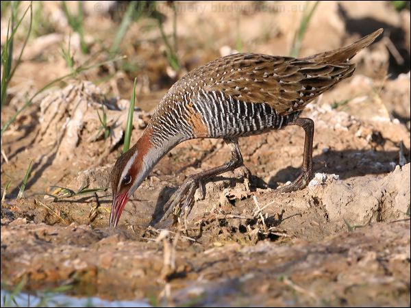 Buff-banded Rail buff_banded_rail_42277.jpg