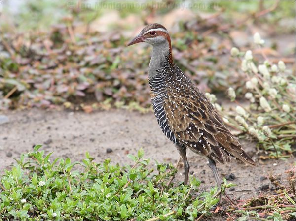 Buff-banded Rail buff_banded_rail_44570.jpg