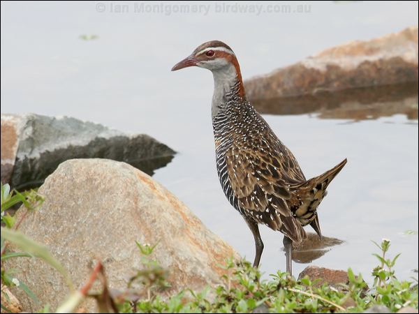 Buff-banded Rail buff_banded_rail_44577.jpg