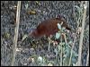 Click here to enter gallery and see photos of Chestnut Rail