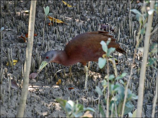 Chestnut Rail chestnut_rail_10580.jpg