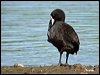 common_coot_00189