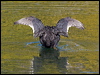 common_coot_150684