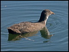common_coot_150713