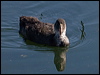 common_coot_150720
