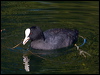 common_coot_150744