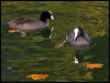 common_coot_150747