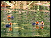 common_coot_53235