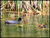 common_coot_53238