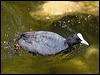 common_coot_53366
