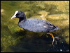 common_coot_53373
